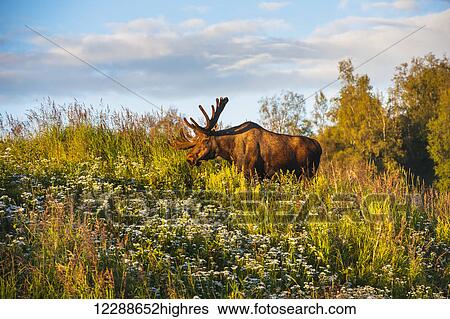 Stock Photograph - Bull moose in velvet, Kincaid Park, Anchorage, Southcentra Alaska, summer. Fotosearch