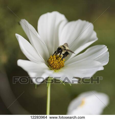 Bumblebee on a white flower; Lake of the Woods, Ontario, Canada View Large Photo Image Picture - Bumblebee on a white flower; Lake of the Woods, Ontario, Canada. Fotosearch