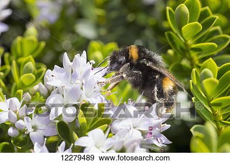 Stock Photo - Bumblebee on white flowers; Whitburn, England. Fotosearch