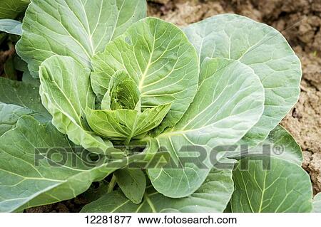 Stock Photo - Cabbage plant growing; Denton, Maryland, United States of America. Fotosearch
