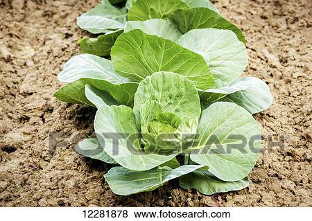 Cabbage plants growing; Denton, Maryland, United States of America View Large Photo Image Stock Photo - Cabbage plants growing; Denton, Maryland, United States of America. Fotosearch