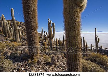 Cactus grow in abundance on the rock island Incahuasi in the Salar de Uyuni; Bolivia View Large Photo Image Picture - Cactus grow in abundance on the rock island Incahuasi in the Salar de Uyuni; Bolivia. Fotosearch