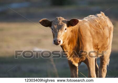 Stock Photograph - Calf staring at the camera; Gaitor, Florida, United States of America. Fotosearch