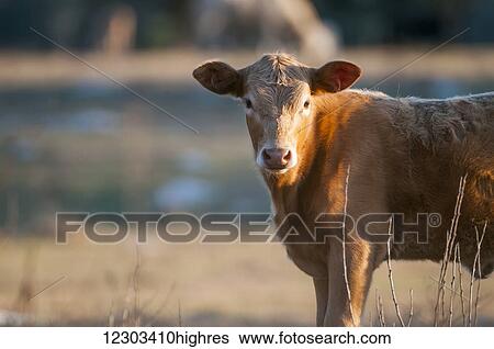 Calf staring at the camera; Gaitor, Florida, United States of America View Large Photo Image Stock Photograph - Calf staring at the camera; Gaitor, Florida, United States of America. Fotosearch