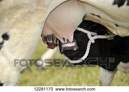 Stock Image - Calf suckling milk from its mother; United Kingdom. Fotosearch