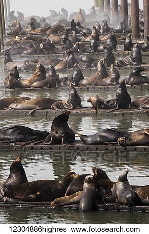 California Sea Lions (Zalophus californianus)) haul out on the docks; Astoria, Oregon, United States of America View Large Photo Image Stock Photograph - California Sea Lions (Zalophus californianus)) haul out on the docks; Astoria, Oregon, United States of America. Fotosearch