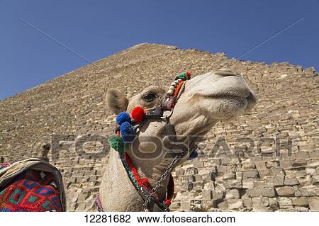 Camel, Great Pyramid of Cheops (background), The Giza Pyramids; Giza, Egypt View Large Photo Image Stock Image - Camel, Great Pyramid of Cheops (background), The Giza Pyramids; Giza, Egypt. Fotosearch