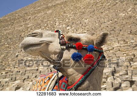 Camel, Great Pyramid of Cheops (background), The Giza Pyramids; Giza, Egypt View Large Photo Image Stock Image - Camel, Great Pyramid of Cheops (background), The Giza Pyramids; Giza, Egypt. Fotosearch