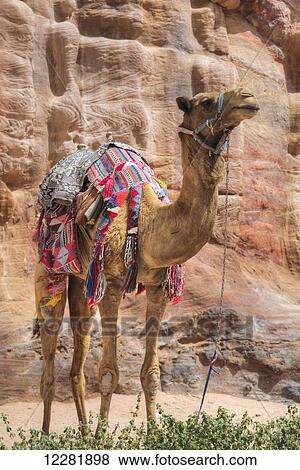 Camel, Wadi Musa; Petra, Jordan View Large Photo Image Stock Photo - Camel, Wadi Musa; Petra, Jordan. Fotosearch