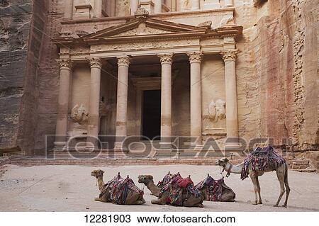 Camels in front of the Treasury; Petra, Jordan View Large Photo Image Stock Image - Camels in front of the Treasury; Petra, Jordan. Fotosearch