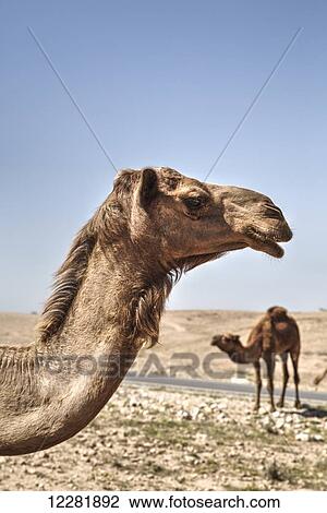 Camels near the Dead Sea; Jordan View Large Photo Image Stock Image - Camels near the Dead Sea; Jordan. Fotosearch