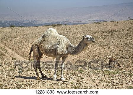 Camels near the Dead Sea; Jordan View Large Photo Image Stock Image - Camels near the Dead Sea; Jordan. Fotosearch