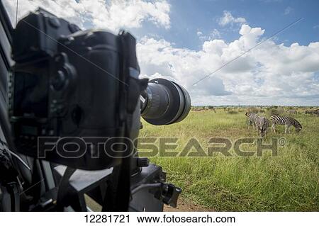 Camera mounted on a vehicle pointing towards plains zebra (Equus quagga), Kruger National Park; South Africa View Large Photo Image Stock Image - Camera mounted on a vehicle pointing towards plains zebra (Equus quagga), Kruger National Park; South Africa. Fotosearch