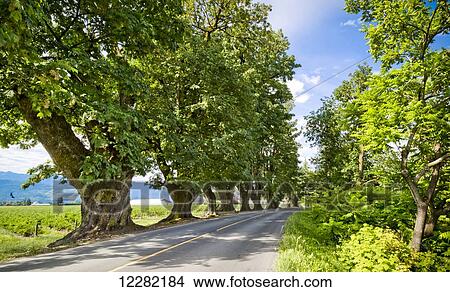 Picture - Camp River Road; Chilliwack, British Columbia, Canada. Fotosearch