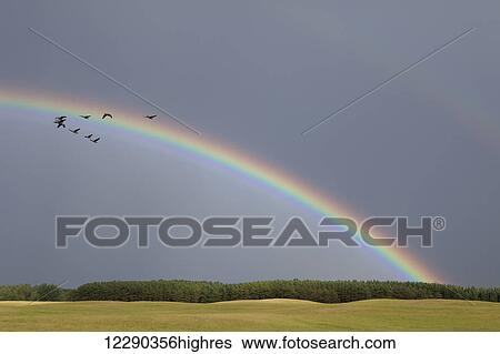 Stock Photograph - Canada geese (Branta canadensis) and rainbow over farm field; Caldeon, Ontario, Canada. Fotosearch