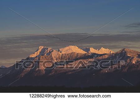 Stock Photograph - Canada geese (Branta canadensis) flying in their V formation towards Mount Cheam in the Fraser Valley; British Columbia, Canada. Fotosearch