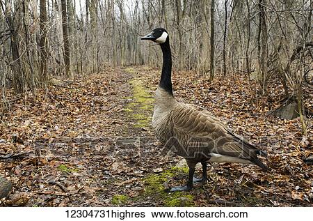 Canada goose (Branta canadensis) standing on a trail in autumn; Vaudreuil, Quebec, Canada View Large Photo Image Stock Photograph - Canada goose (Branta canadensis) standing on a trail in autumn; Vaudreuil, Quebec, Canada. Fotosearch