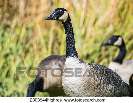 Stock Photograph - Canadian geese (Branta canadensis) migrate across the greatland in autumn; United States of America. Fotosearch