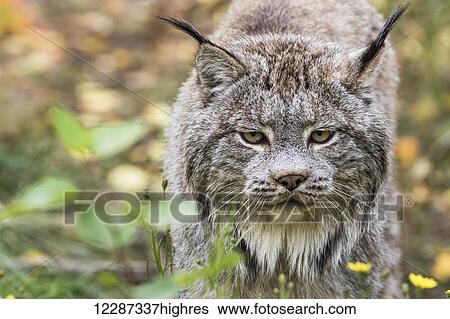 Canadian Lynx (Lynx canadensis) walking through the underbrush; Yukon, Canada View Large Photo Image Stock Photograph - Canadian Lynx (Lynx canadensis) walking through the underbrush; Yukon, Canada. Fotosearch