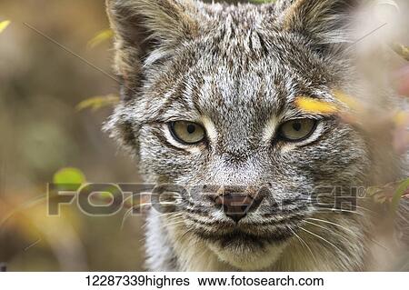 Canadian Lynx (Lynx canadensis) walking through the underbrush; Yukon, Canada View Large Photo Image Stock Photograph - Canadian Lynx (Lynx canadensis) walking through the underbrush; Yukon, Canada. Fotosearch