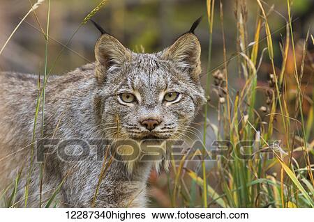 Stock Photograph - Canadian Lynx (Lynx canadensis) walking through the underbrush; Yukon, Canada. Fotosearch