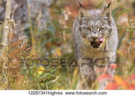 Canadian Lynx (Lynx canadensis) walking through the underbrush; Yukon, Canada View Large Photo Image Stock Photograph - Canadian Lynx (Lynx canadensis) walking through the underbrush; Yukon, Canada. Fotosearch