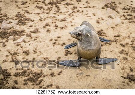 Cape Fur Seal (pinnipedia) on the Seal reserve of the Skeleton Coast; Cape Cross, Namibia View Large Photo Image Stock Image - Cape Fur Seal (pinnipedia) on the Seal reserve of the Skeleton Coast; Cape Cross, Namibia. Fotosearch