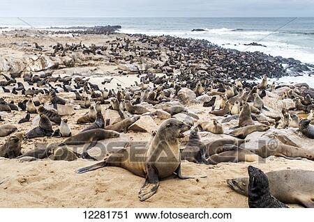 Stock Image - Cape Fur Seals (pinnipedia) on the Seal reserve of the Skeleton Coast; Cape Cross, Namibia. Fotosearch