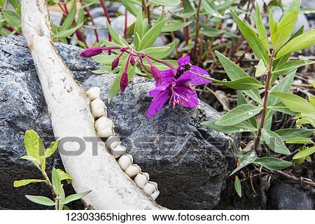 Caribou jawbone with Fireweed, Arctic National Wildlife Refuge, summer, Alaska View Large Photo Image Stock Photograph - Caribou jawbone with Fireweed, Arctic National Wildlife Refuge, summer, Alaska. Fotosearch