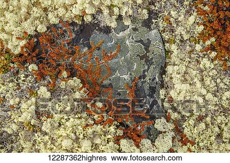 Stock Photograph - Caribou Moss and lichen grow abundatly in the tundra along the Dempster Highway, northern Yukon; Yukon, Canada. Fotosearch
