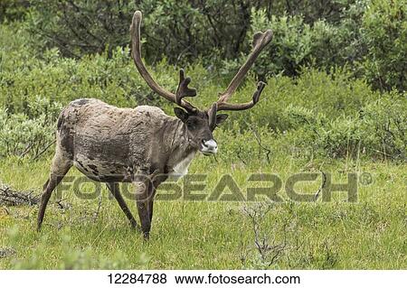 Caribou (Rangifer tarandus) male with antlers in velvet, Denali National Park; Alaska, United States of America View Large Photo Image Stock Photo - Caribou (Rangifer tarandus) male with antlers in velvet, Denali National Park; Alaska, United States of America. Fotosearch
