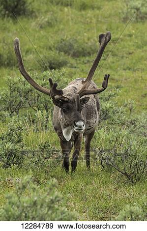 Caribou (Rangifer tarandus) male with antlers in velvet, Denali National Park; Alaska, United States of America View Large Photo Image Stock Photo - Caribou (Rangifer tarandus) male with antlers in velvet, Denali National Park; Alaska, United States of America. Fotosearch