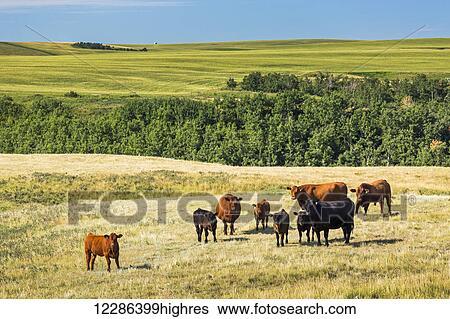 Stock Photograph - Cattle in field with rolling hills in the background and blue sky; Acme, Alberta, Canada. Fotosearch