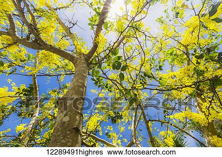 Ceci Jaune Fleurir Arbre Tropical Fleurs Dans Printemps à Lumière Soleil Bleu Ciel Jeter Coup Oeil Par Les Branches Ceci Arbre Est