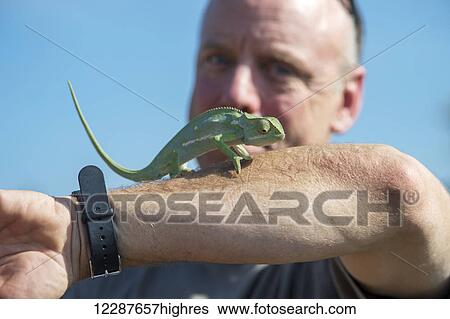 Stock Photograph - Chameleon (Chamaeleonidae) on a man's arm, Kruger National Park; South Africa. Fotosearch