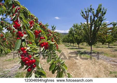 Cherry orchard; Provence, France View Large Photo Image Stock Photograph - Cherry orchard; Provence, France. Fotosearch