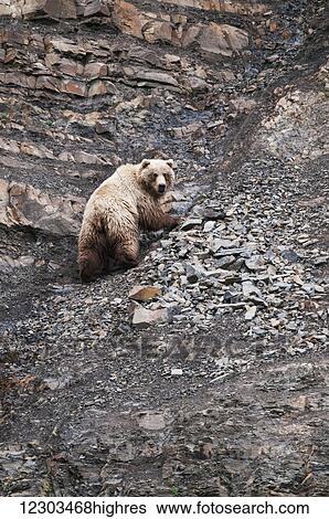 Chignik brown bear climbs a scree slope, Southwest Alaska View Large Photo Image Stock Photograph - Chignik brown bear climbs a scree slope, Southwest Alaska. Fotosearch