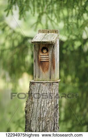 Stock Photograph - Chipmunk looking out of a bird house; Ontario, Canada. Fotosearch