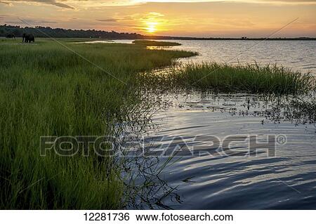 Stock Photograph - Chobe River with African Elephant (Loxodonta) at sunset, Chobe National Park; Kasane, Botswana. Fotosearch