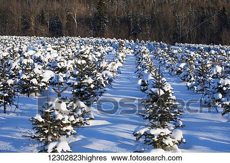 Stock Photograph - Christmas tree farm in winter; Hatley, Quebec, Canada. Fotosearch