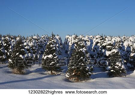 Stock Photograph - Christmas tree farm in winter under a blue sky; Hatley, Quebec, Canada. Fotosearch