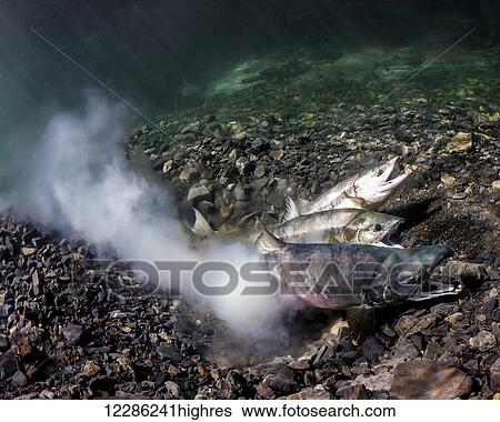 Chum Salmon (Oncorhynchus keta) spawning; Underwater view in an Alaskan stream during summer. View Large Photo Image Stock Photograph - Chum Salmon (Oncorhynchus keta) spawning; Underwater view in an Alaskan stream during summer.. Fotosearch