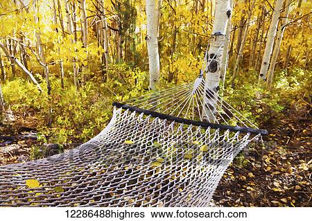 Stock Photograph - Classic hammock invites visitors to relax among aspen trees in bright autumn colors, near Bishop; California, United States of America. Fotosearch