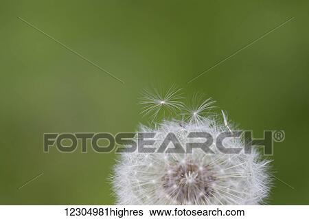 Stock Photograph - Close up a dandelion bloom gone to seed, Palmer, Southcentral Alaska. Fotosearch