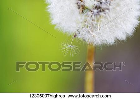 Stock Photograph - Close up a dandelion bloom gone to seed, Palmer, Southcentral Alaska. Fotosearch