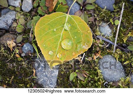 Close up of a autumn leaf on the ground with water droplets, Palmer, Southcentral Alaska View Large Photo Image Stock Photograph - Close up of a autumn leaf on the ground with water droplets, Palmer, Southcentral Alaska. Fotosearch