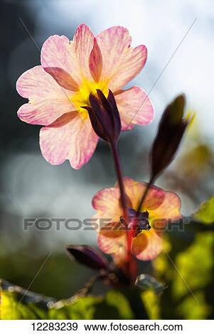 Stock Photo - Close up of a backlit Primrose in a garden, Kodiak, Southwest Alaska. Fotosearch