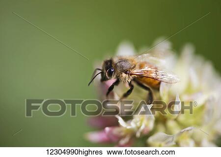 Stock Photograph - Close up of a bee on a clover flower, Palmer, Southcentral Alaska, summer. Fotosearch