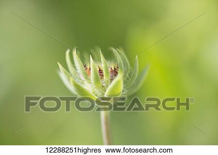 Stock Photograph - Close up of a blossoming flower with green background; Pitt Meadows, British Columbia, Canada. Fotosearch