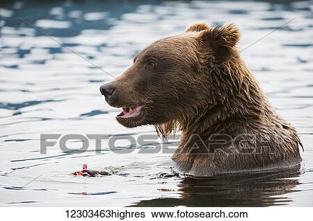 Stock Photograph - Close up of a Brown bear eating salmon while in the water near boat docks, Brooks River, Katmai National Park, Southwest Alaska. Fotosearch